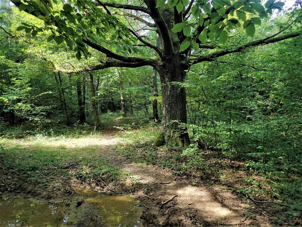 Az ösvény az erdőben folytatódik Forrás: Nyáry Tamás