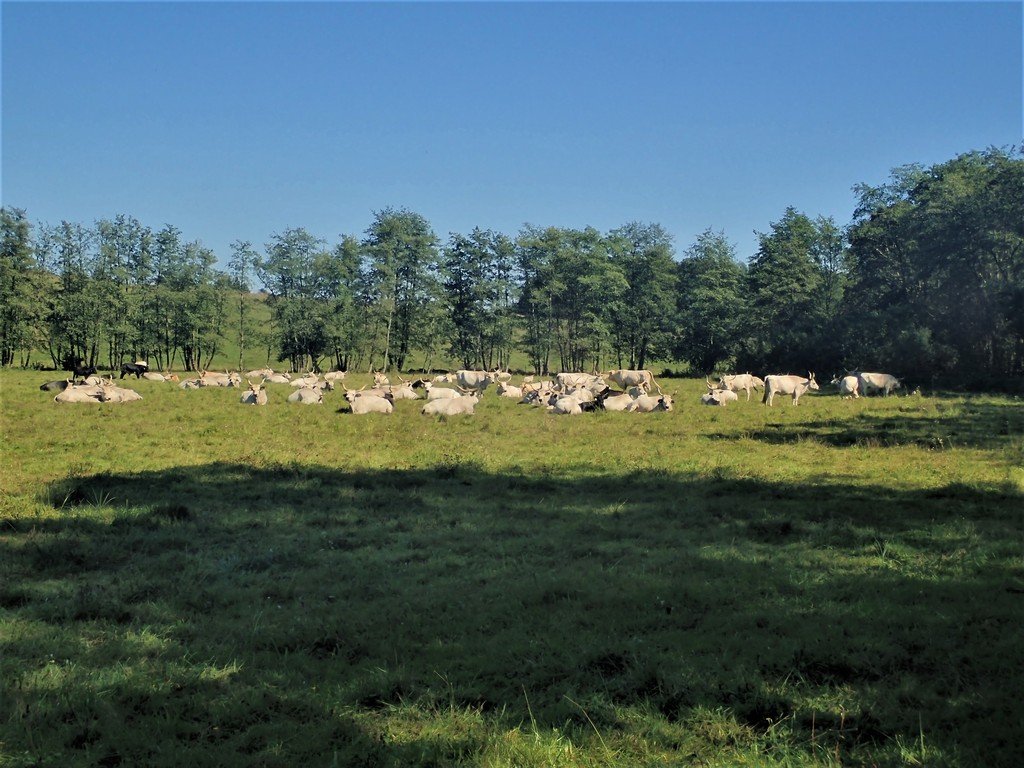 A mező szélén elsétálunk a szürke marhák mellett Forrás: Nyáry Tamás