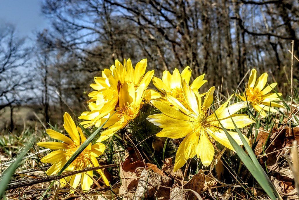 Az első tavaszi virágok már kibújtak a földből Forrás: Nyáry Tamás