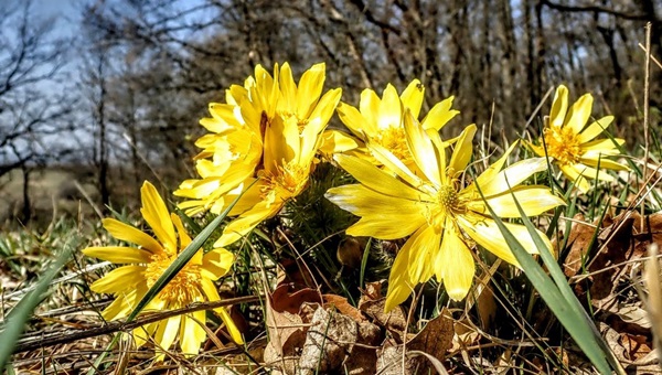 A Főkúti parkerdő rejtett varázsa