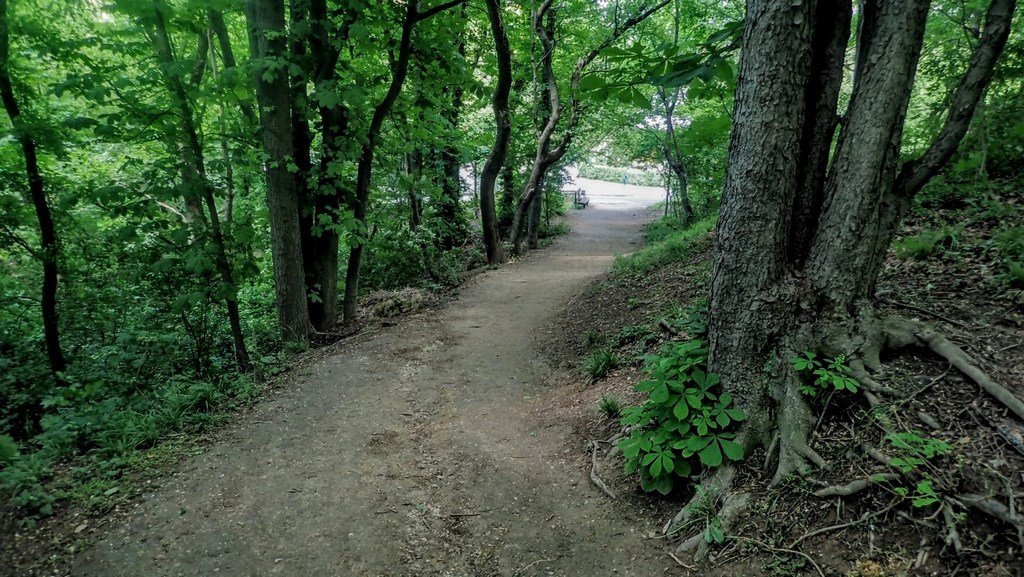 Hangulatos erdei ösvény Forrás: Nyáry Tamás