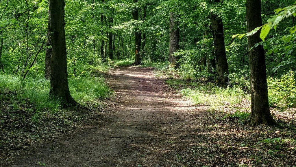 A jelöletlen ösvény, amely a kálvária domb alatti nyeregbe vezet Forrás: Nyáry Tamás