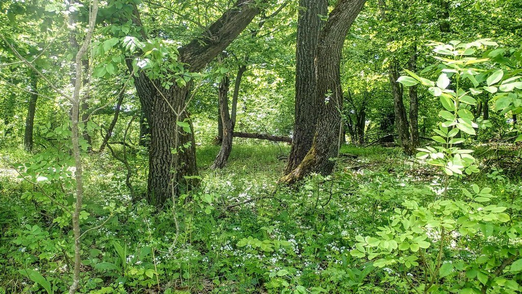 Sűrű erdő