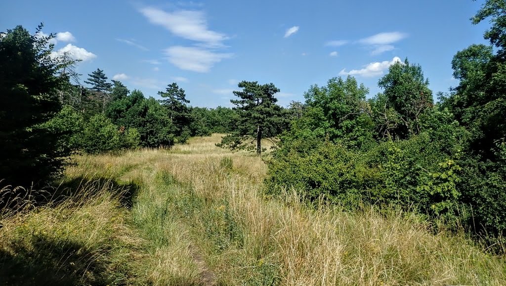 Ennél a fenyőnél térünk a kék jelzésre Forrás: Nyáry Tamás