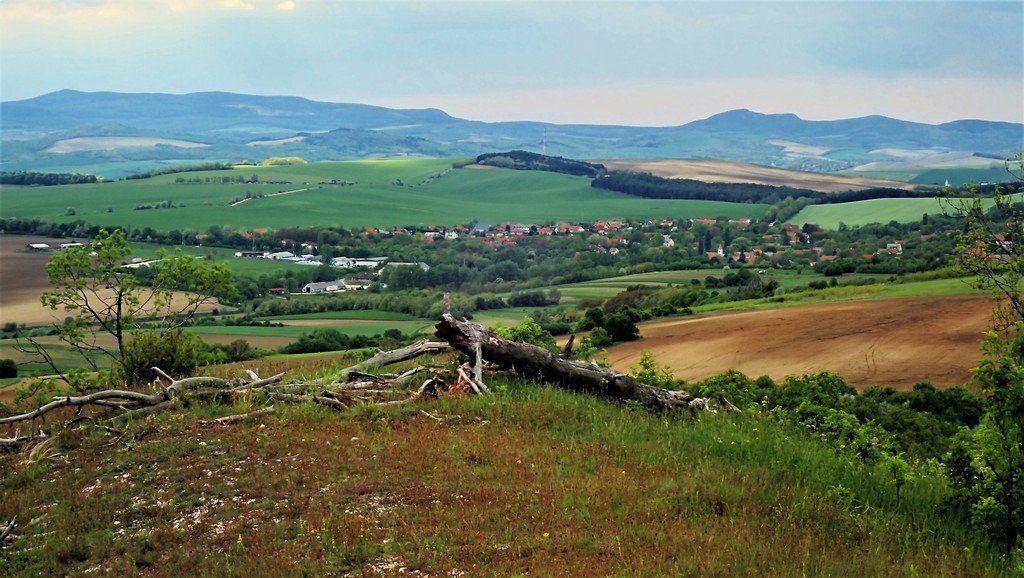 Vadregényes, kidőlt fás látkép