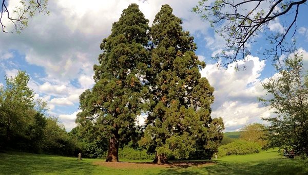 Mamutfenyők és kegytemplom az erdőben