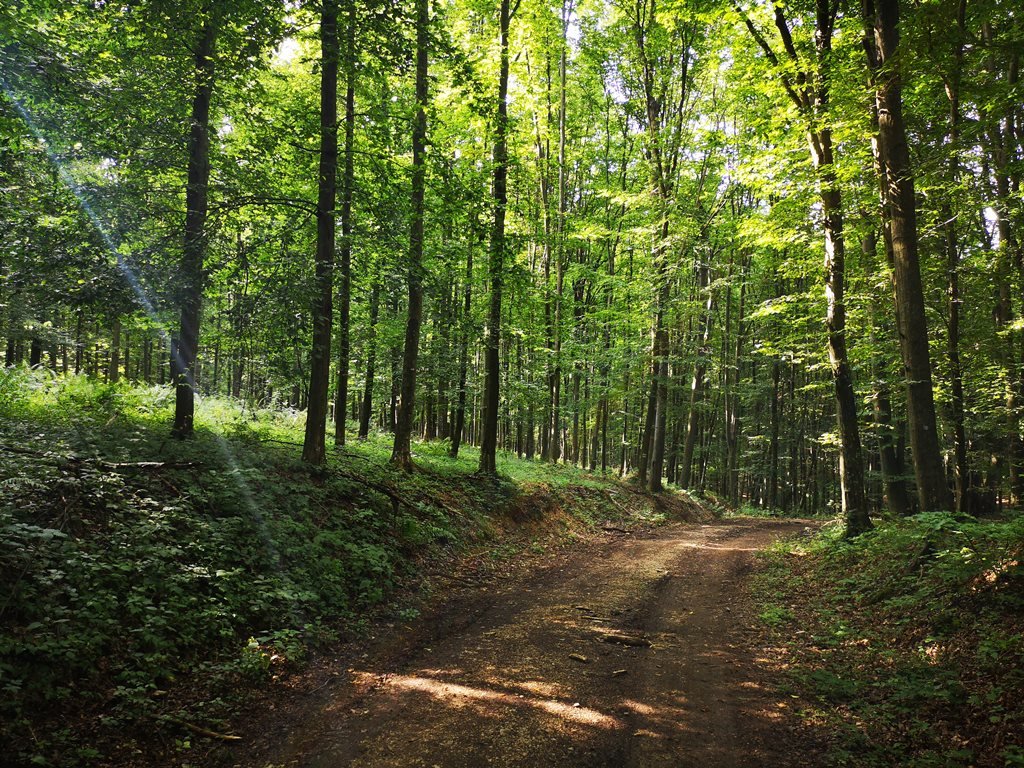 Sűrű erdő az Országos Kéken Forrás: Bárhogy is legyen: mozogj!