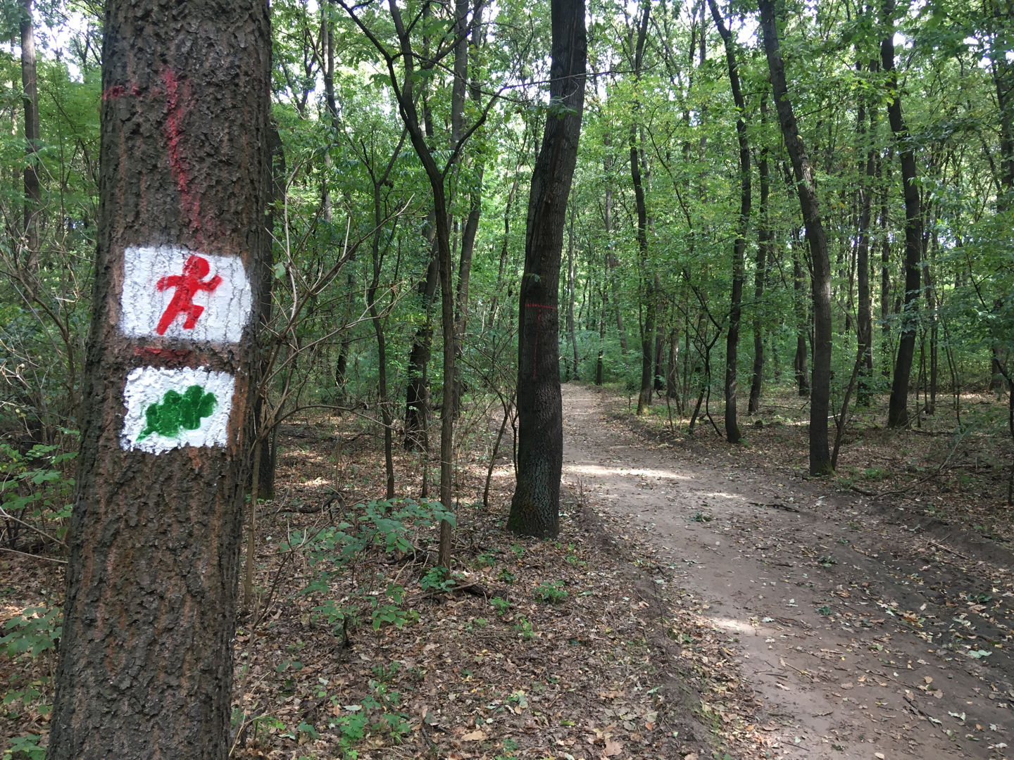 Keresztúri-erdő tanösvény keresztezi a futókört