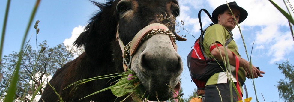 Csúcsok hangjai koktél Mostviertelben