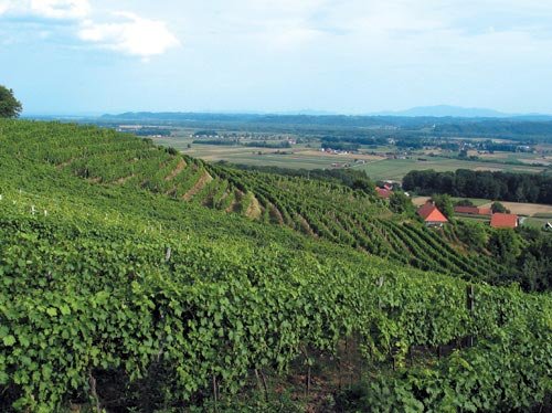 Ormoz bortermelő régió