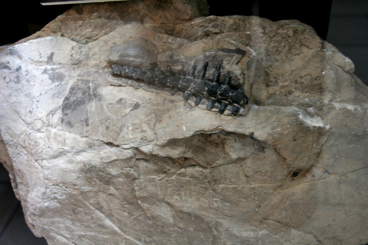 Őskori leletek - sziklába kövesedett tengeri állatmaradványok.