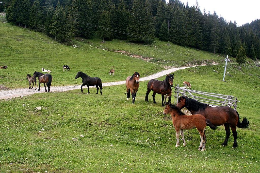 Lovak a Goltén.