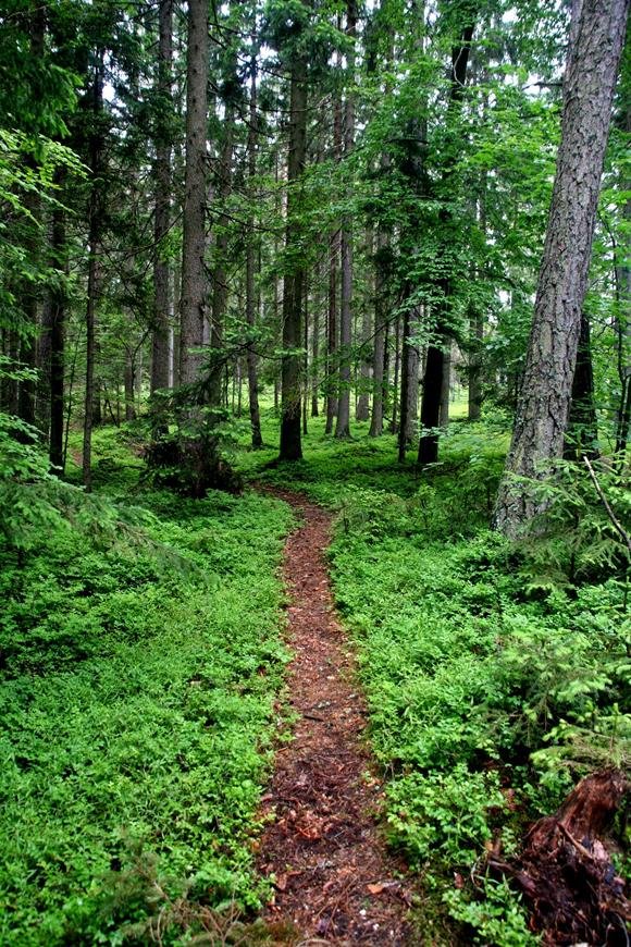 Single Trail ösvény Koroškán.