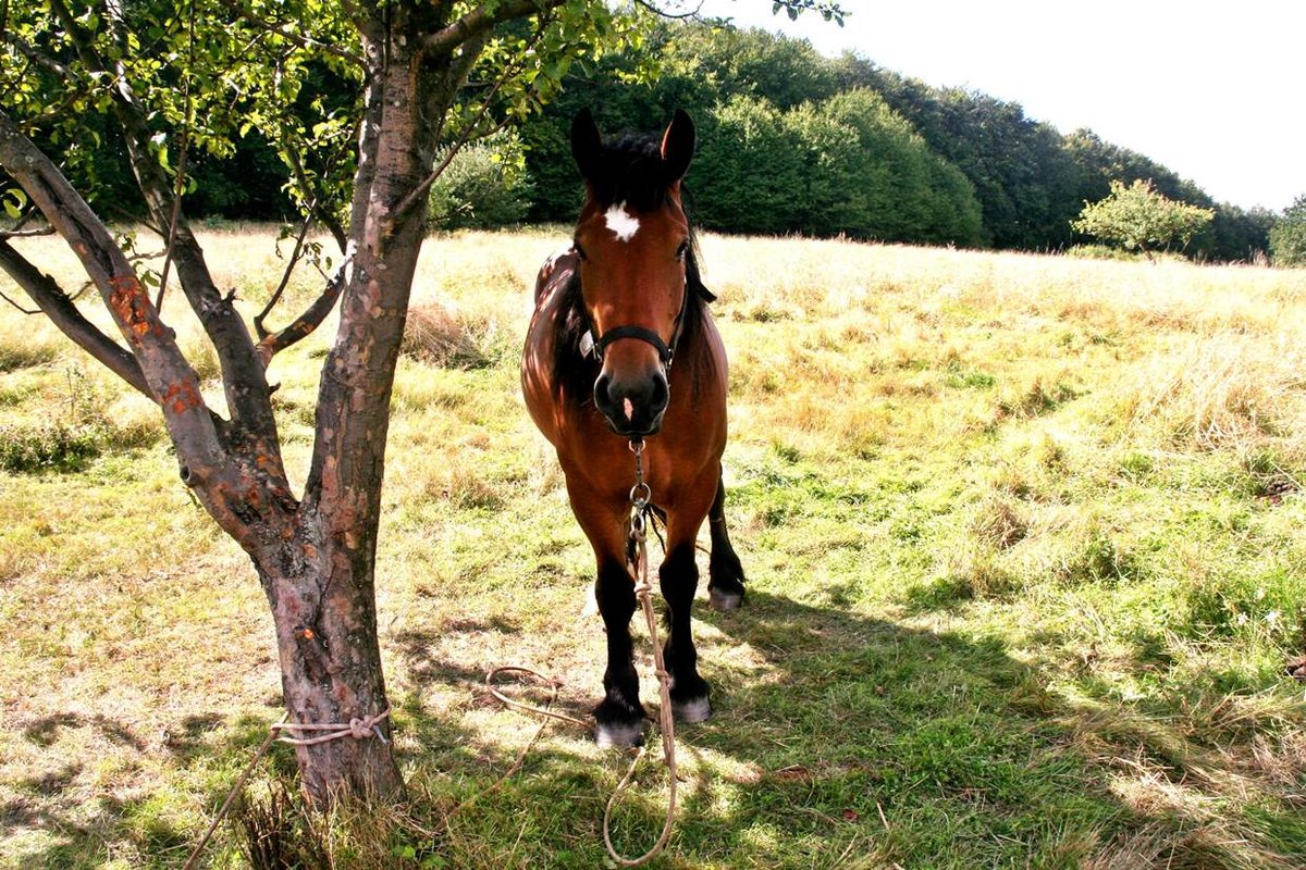 A genyó-ló