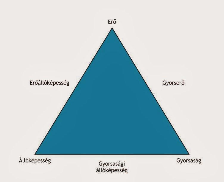 A motorikus képességek elhelyezkedése Forrás: Entritrainer.com