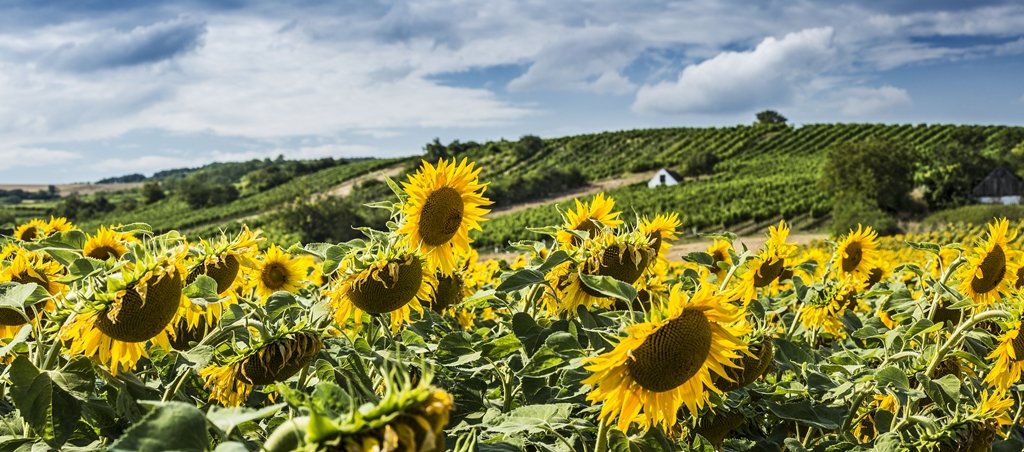 Kleinhadersdorf Forrás: Niederösterreich-Werbung M.Liebert Kleinhadersdorf