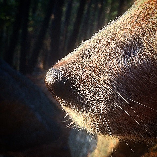 Az utolsó fotó Whisperről Forrás: Dean Potter Instagram