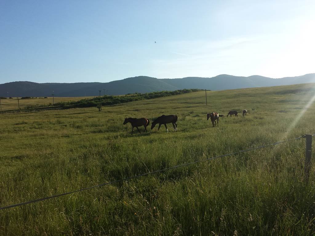Legelésző lovak a völgyben