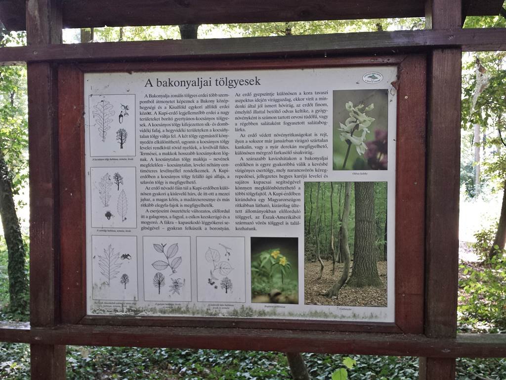Az információs táblák az erdő növény- és állatvilágáról mesélnek
