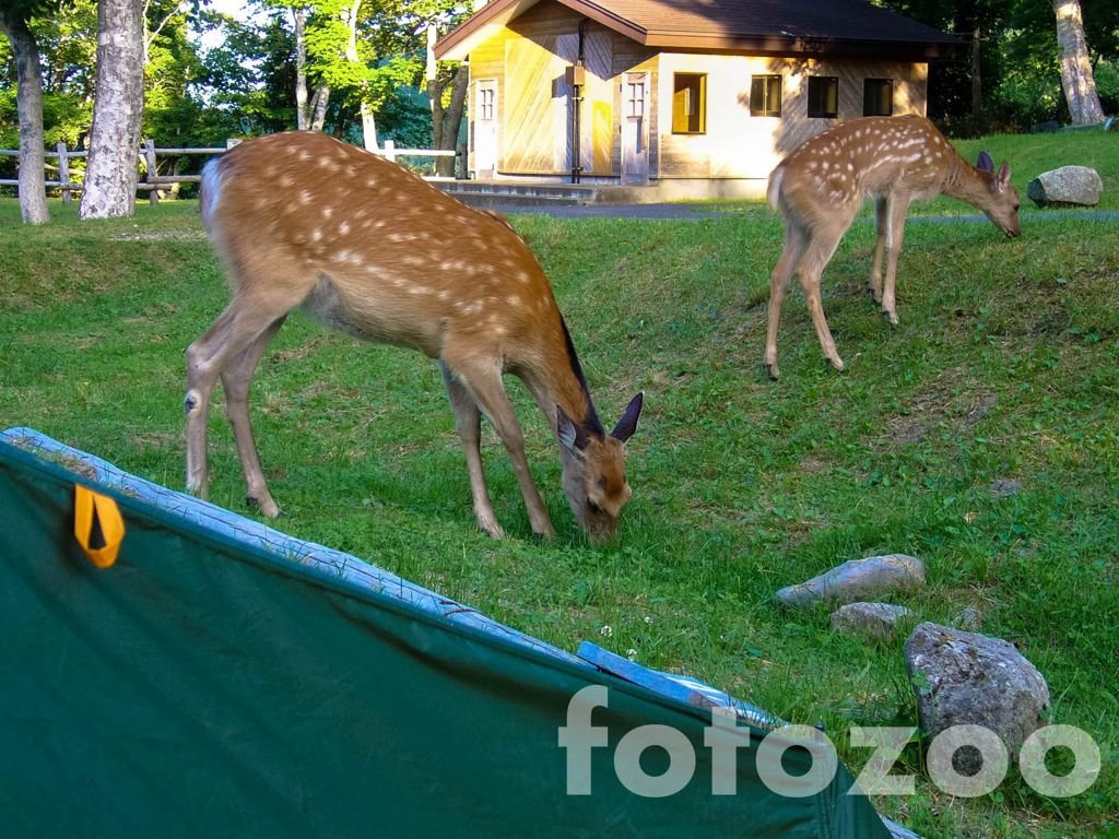 Őzek legelésznek békésen a sátram körül