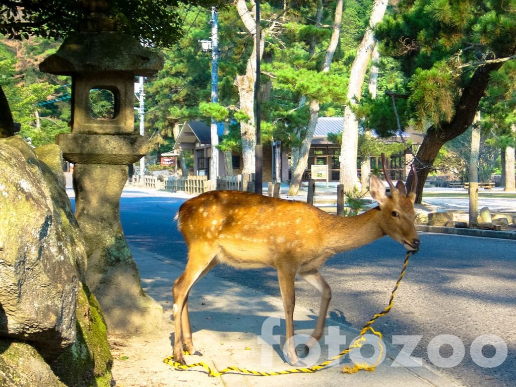 A mohó állatok képesek feloldani az útlezárást is