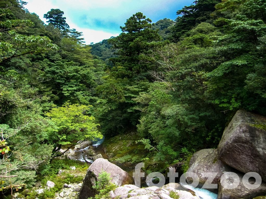 Yakushima erdei ihlették Hayao Miyazaki, A vadon hercegnője című alkotását.