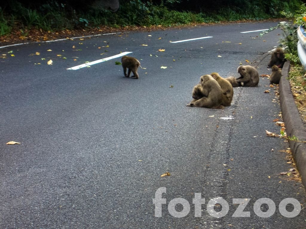 Néhol majmok kurkásszák egymást a főúton, nem zavartatják magukat a nagy ritkán felbukkanó járművek miatt.