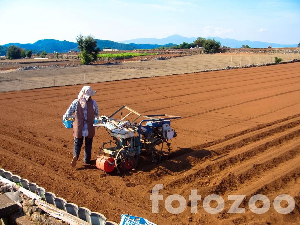 Az Unzen régió termékeny, vörös táptalaja. A high-tech országában is létezik kétkezi földművelés.
