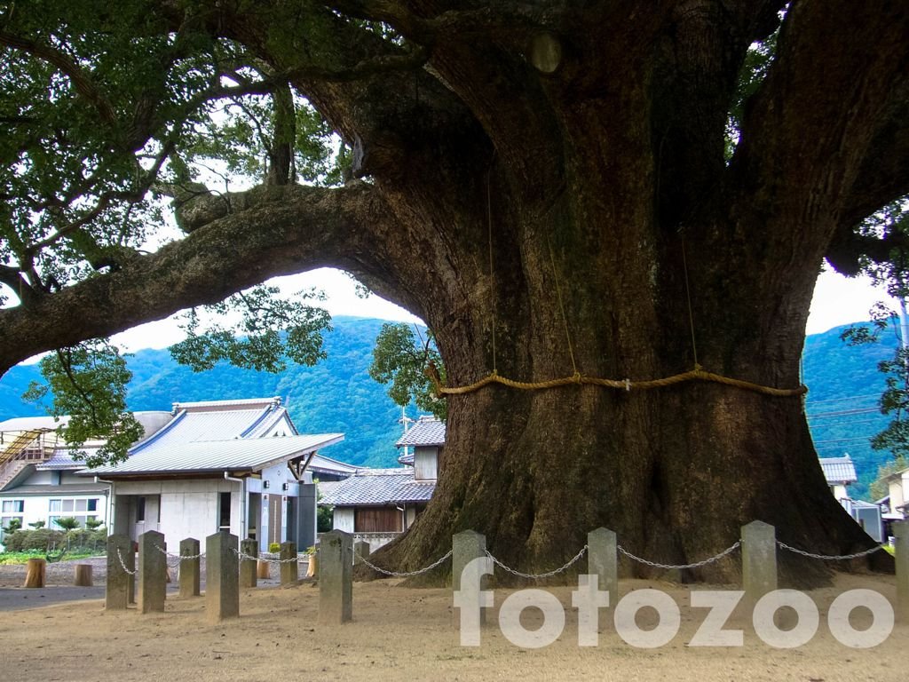 Kamo no Ookusu, vagyis a nagyon nagy kámforfa. Így hívják ezt a több mint ezer éves óriást. Eddigi életem leghatalmasabb élőlényét tisztelhetem benne.