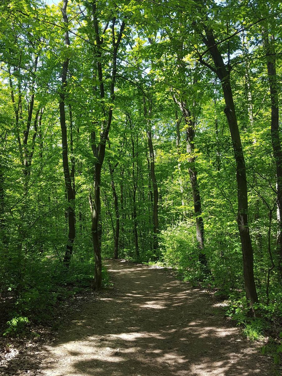 A Budakeszi Vadasparkhoz egy kb. 1 km hosszú, kellemes árnyas erdei út vezet