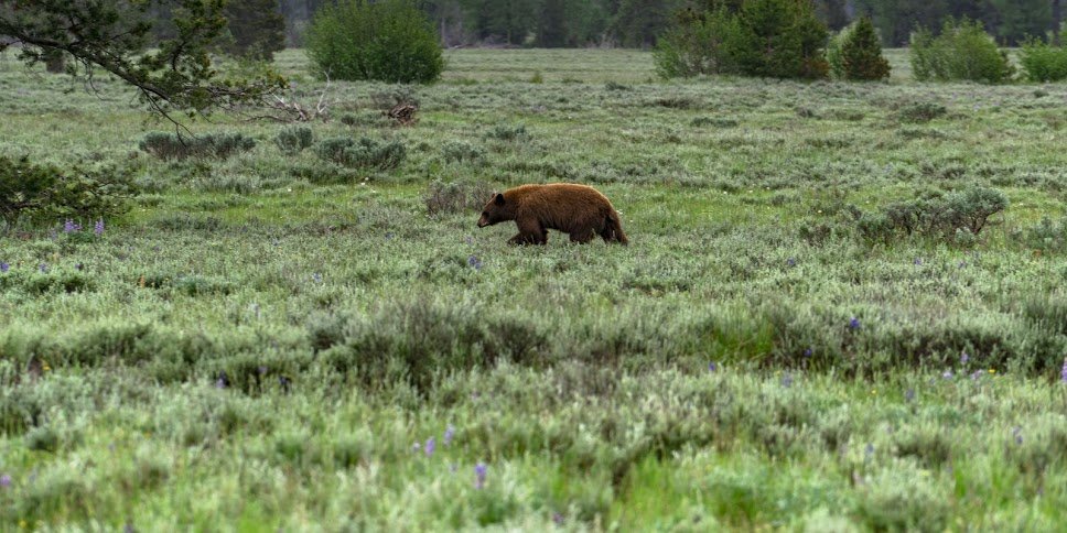 Grand Teton Nemzeti Park