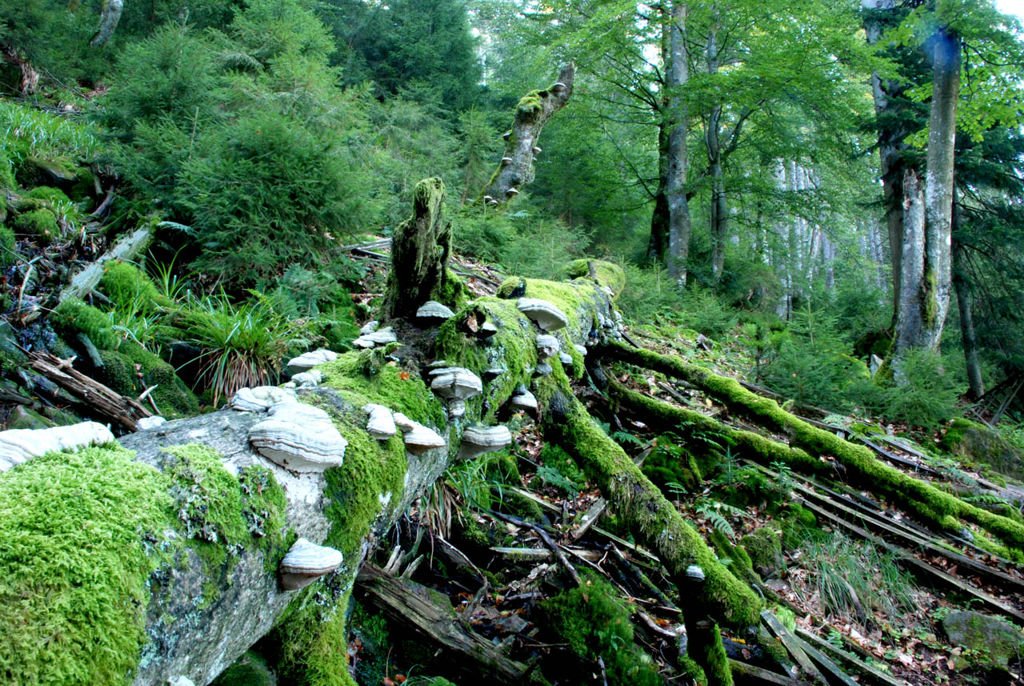 Fekete-erdő Nemzeti Park Forrás: Nationalpark Schwarzwald / Charly Ebel