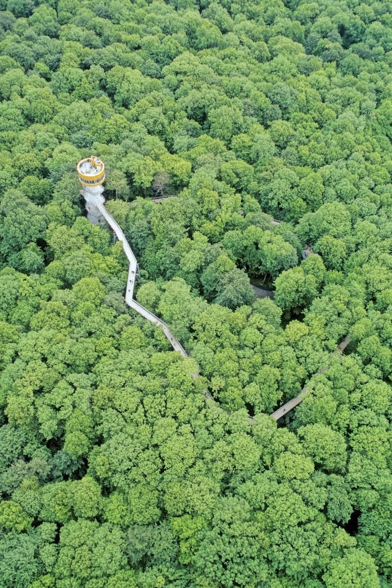 Nationalpark Hainich Forrás: Nationalpark Hainich / Thomas Stephan