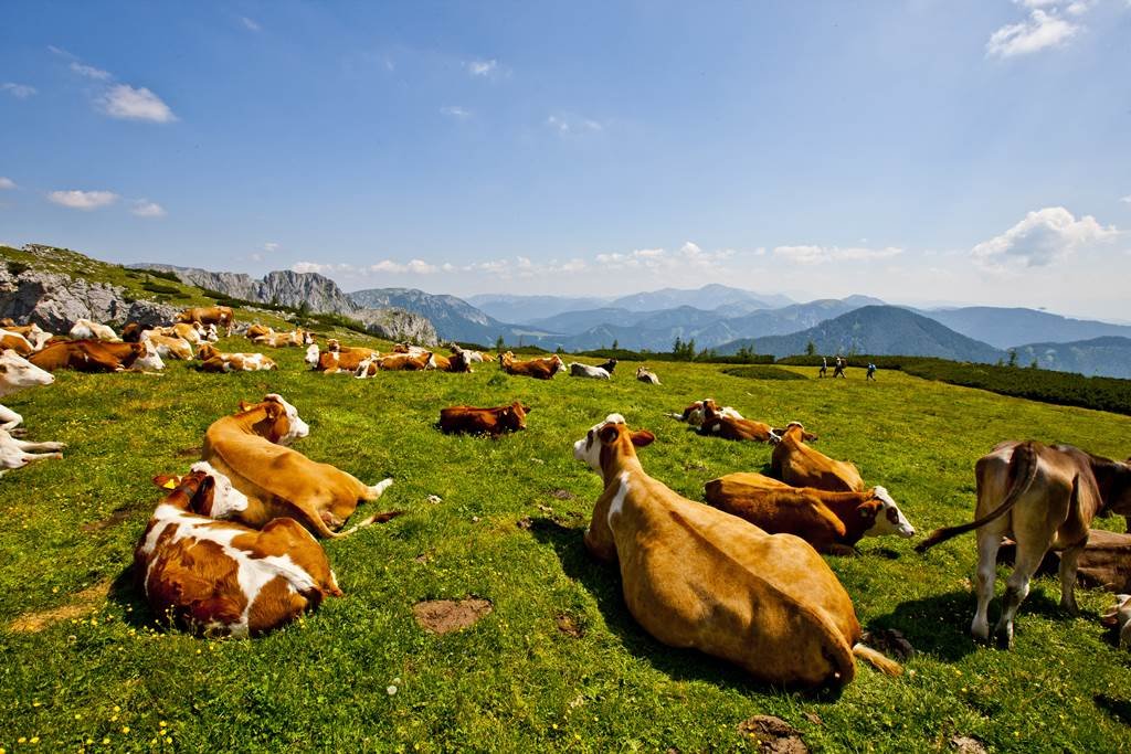 Bruck an der Mur Forrás: Steiermark Tourismus (c) ikarus.cc