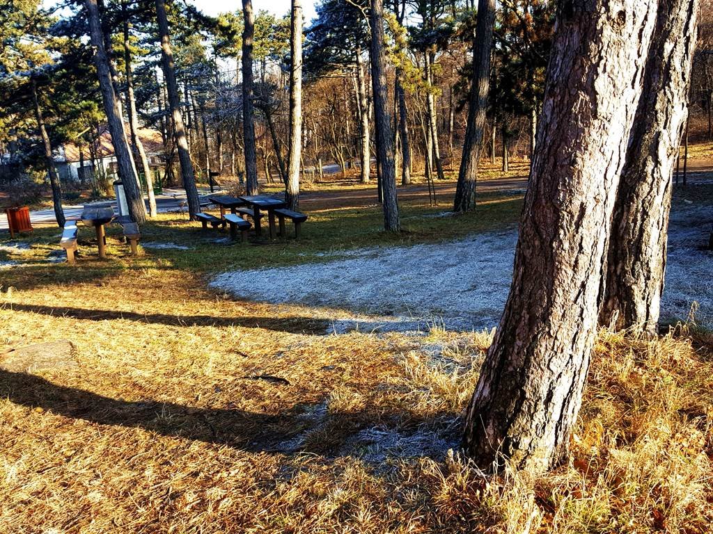 A turistaház közvetlen közelében magas fenyőfák állnak Forrás: www.mozgasvilag.hu