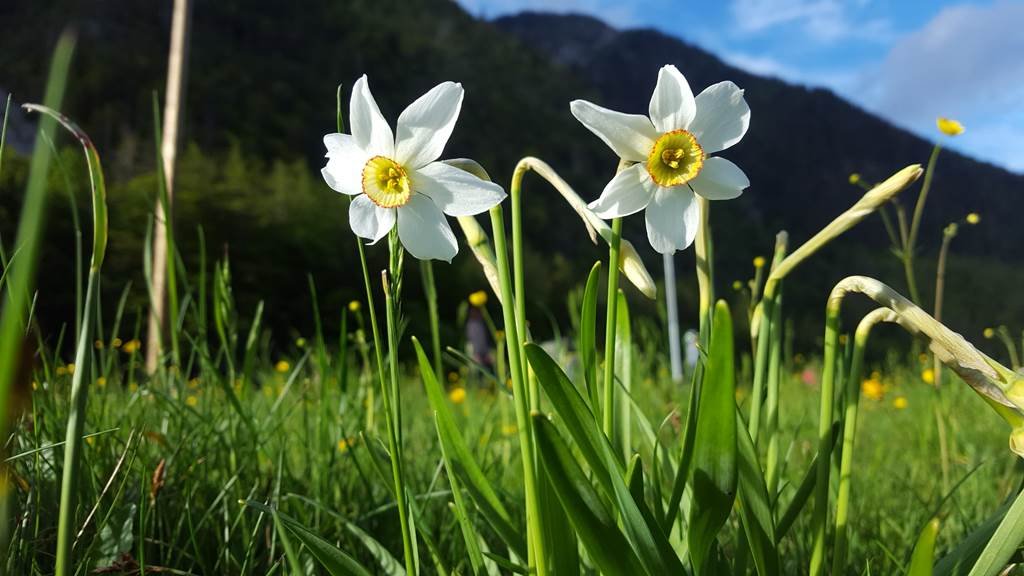 Triglav Nemzeti Park - Radovna völgy, ahol a Pr Psnak farm is található