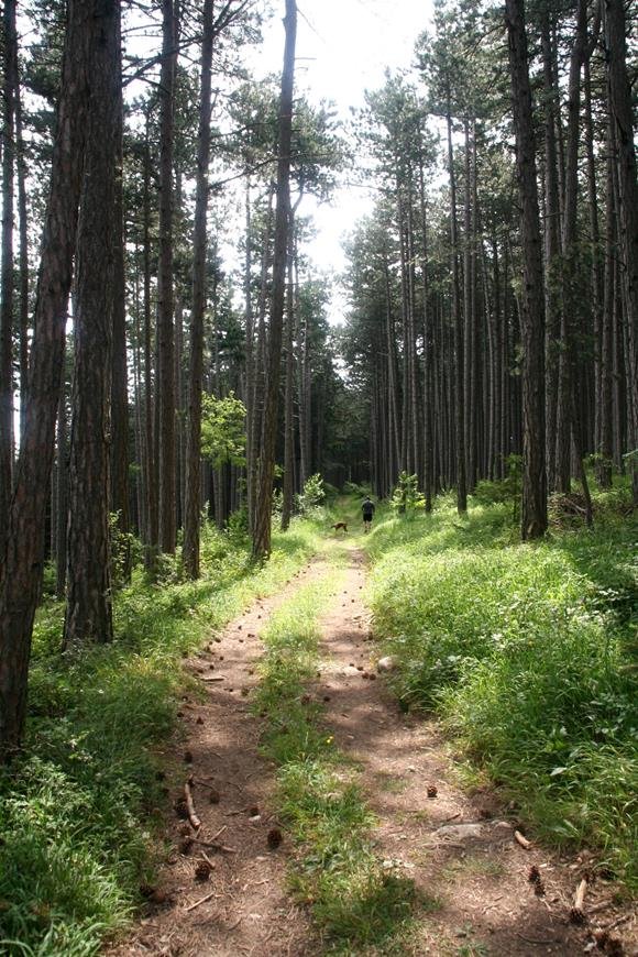 A patakmeder felett gyönyörű fenyvesben visz vissza az út a parkolóhoz