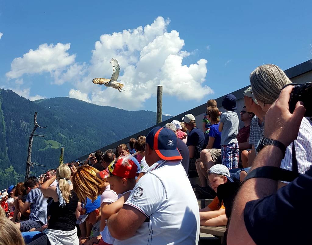 Az Adler show-n a bagoly mutatta meg magát a legközelebbről