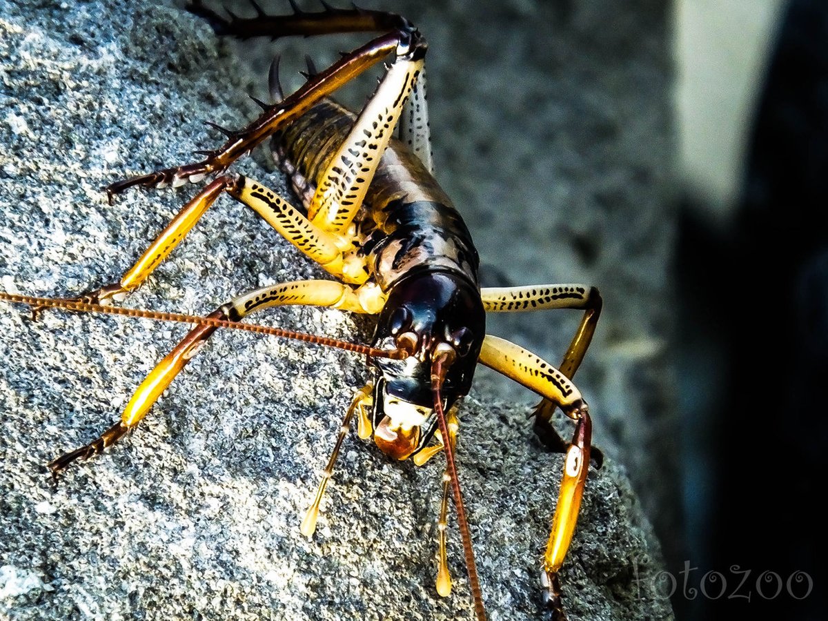 Imáim meghallgatásra találtak – egy hús-vér weta. Hát nem gyönyörű??!! Forrás: Fotozoo - Horváth Zoltán