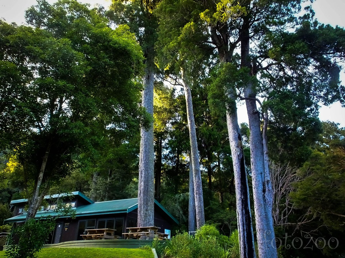 Hatalmas kauri fák ölelésében találjuk a nemzeti kemping étkezőjét.