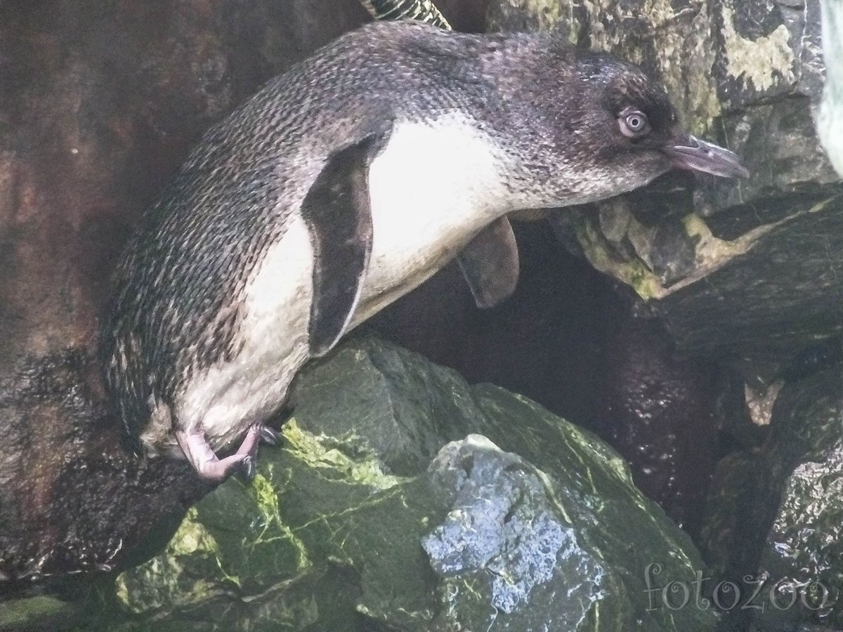 Pingvint eddig csak állatkertben láttunk, de ő tényleg itt él. Szabad, wellingtoni lakos. Forrás: Horváth Zoltán - Fotozoo