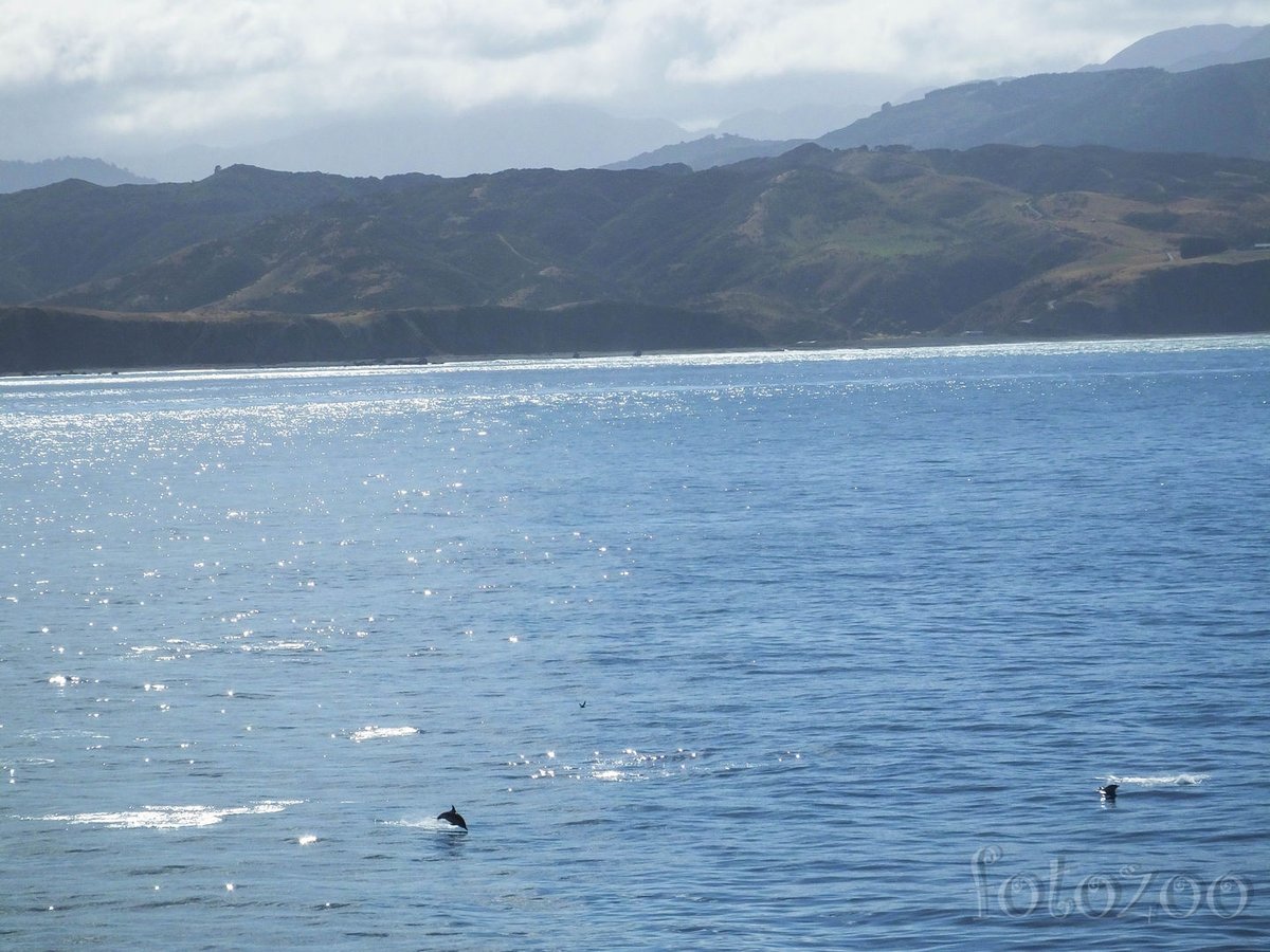 Delfinek díszkíséretében közeledünk az Északi-szigethez.