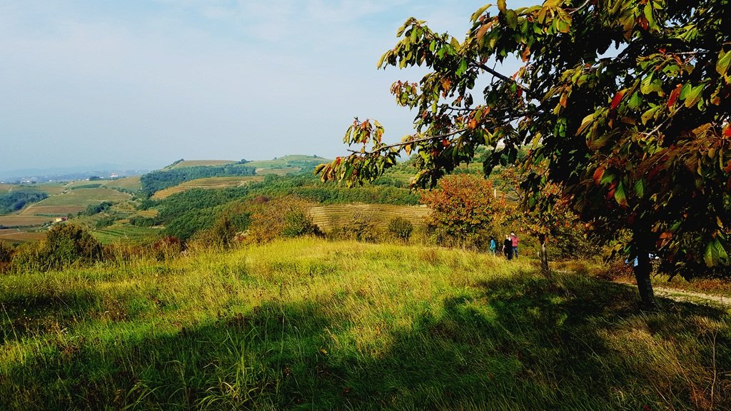 Túrázás a szőlővidéken