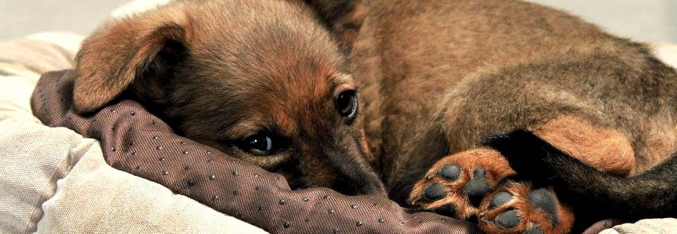 Casco állatmenhely és a fenntartható fejlődés Hír