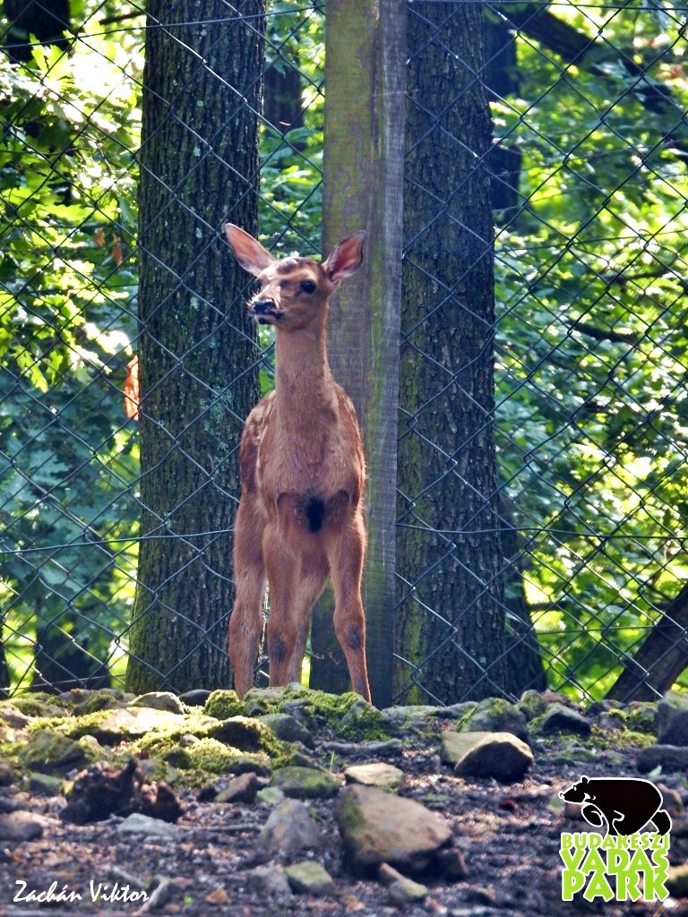 Gímszarvas borjú a Budakeszi Vadasparkban Forrás: (c) Budakeszi Vadaspark - Zachán Viktor