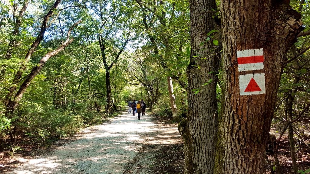 Turistajelzések a fákon Forrás: www.mozgasvilag.hu