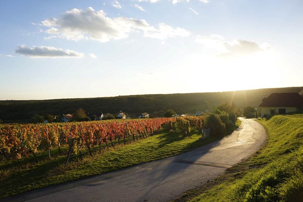 Eisenberg szőlővidék Forrás: (c) Burgenland-Tourismus_steve.haider.com