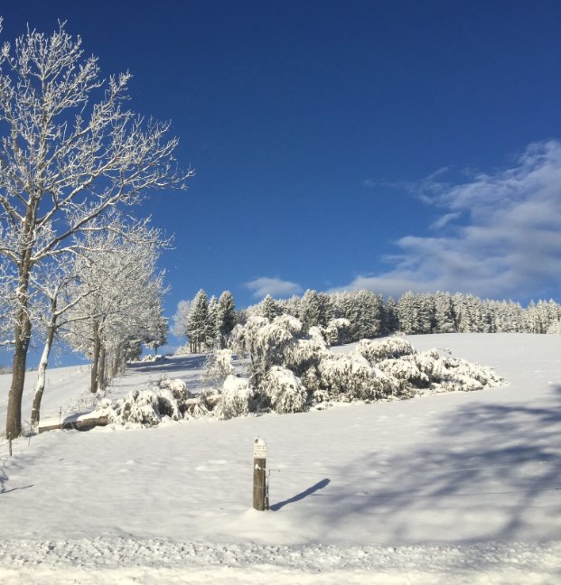 TV Joglland Waldheimat