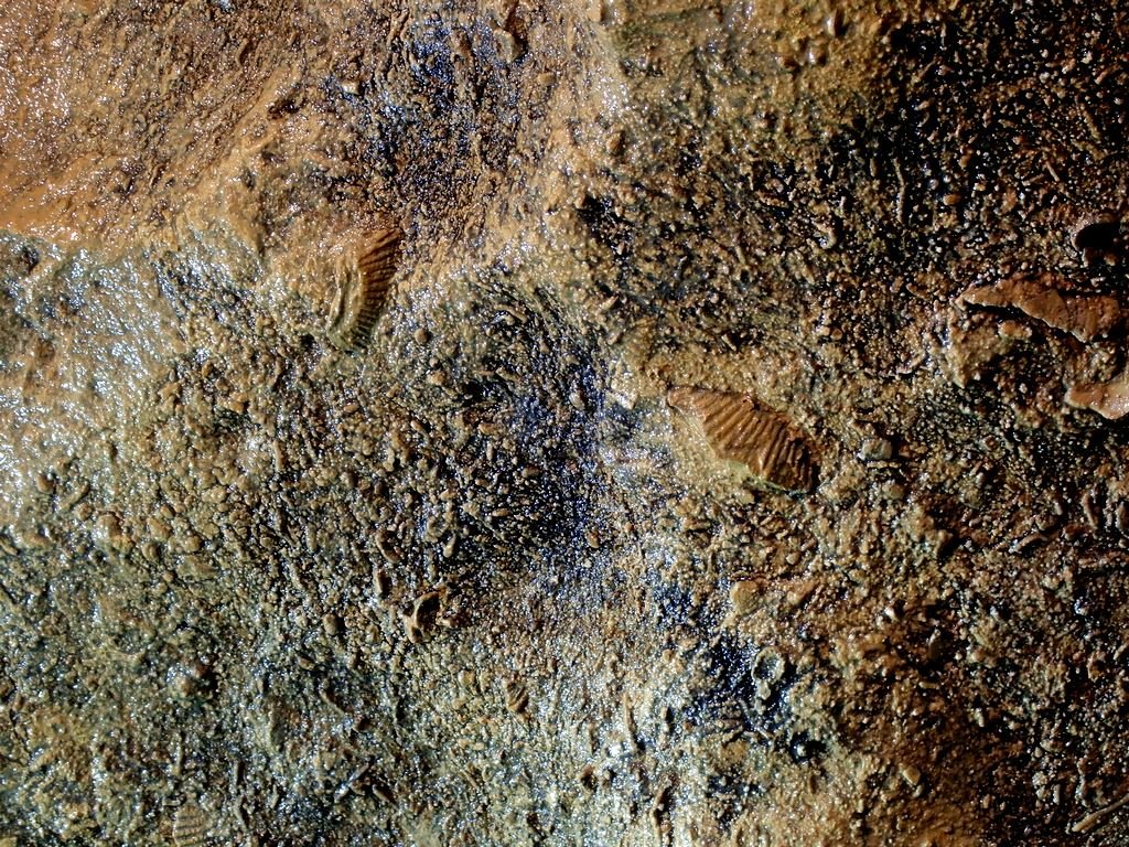 Mészkő fosszíliák Forrás: Nyáry Tamás