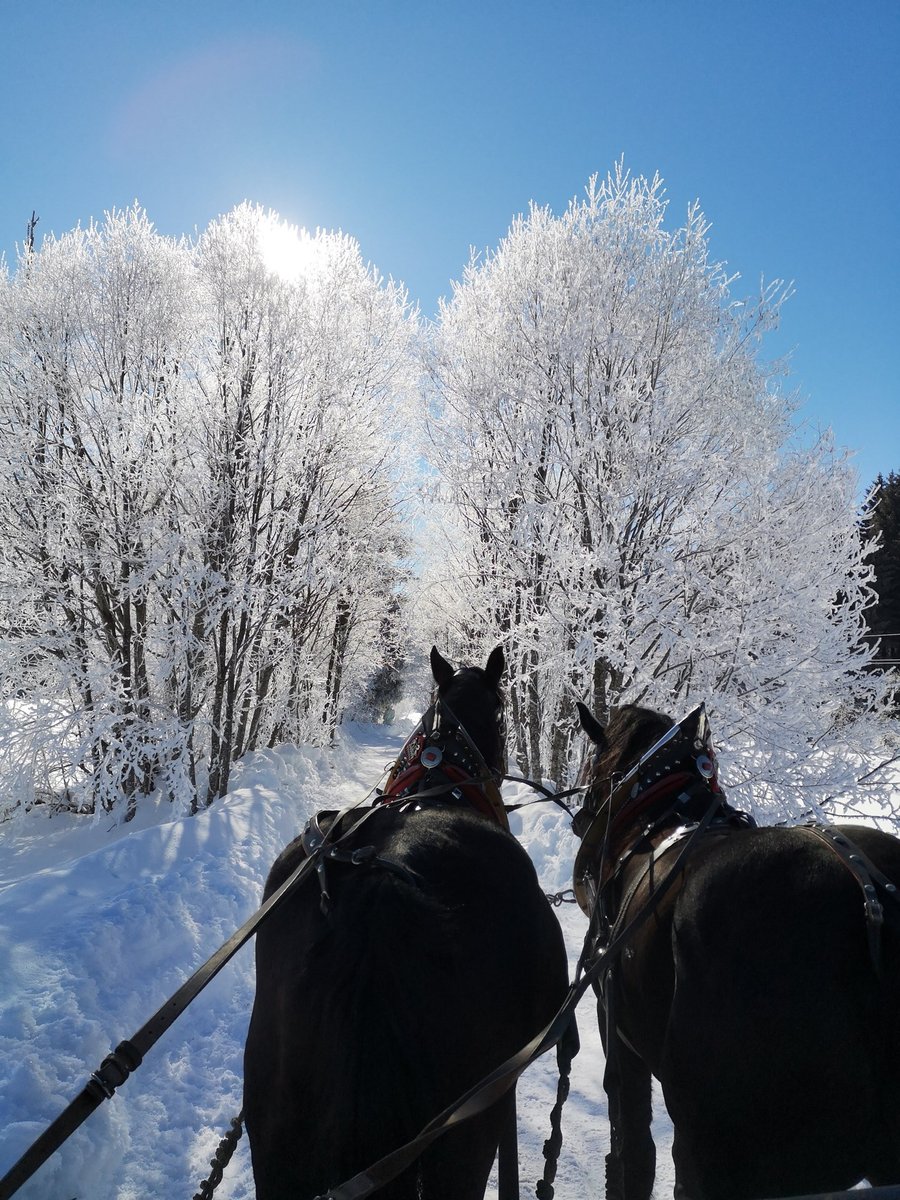 Lovasszánozás a Bad Mitterndorf melletti völgyben